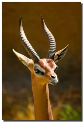  Gerenuk ¡El elegante y adaptable mamífero con un cuello que desafía la gravedad!