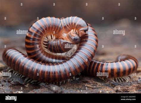  Julidoides Spinosus: ¡Descubre la majestuosidad del Diplopoda que se arrastra lentamente con una armadura espinosa!