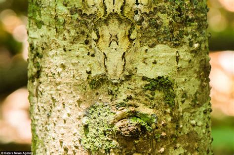 Salamandra: ¡Un maestro del camuflaje que vive una doble vida!