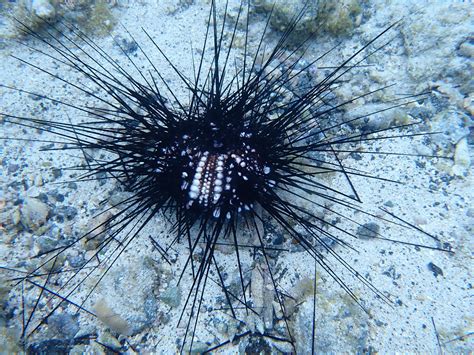  El Erizo de Mar: ¿Un Animal que Camina con Espinas en su Casa?