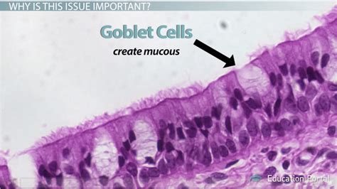  ¿Qué es un QuestionMark ciliado? ¡Un diminuto maestro del camuflaje y la alimentación bacteriana!