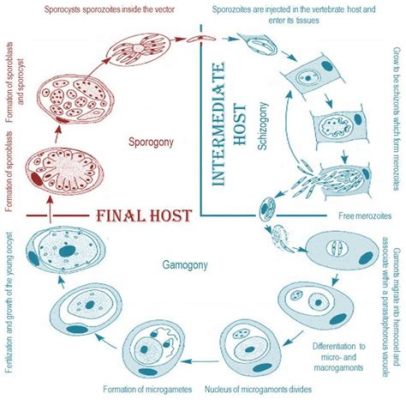 Apicomplexa: ¡Un Viaje Microscópico Dentro de la Vida de los Parásitos Más Fascinantes!