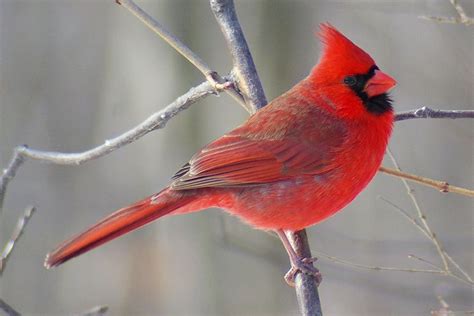   Cardenal ¡Descubre el pequeño pájaro rojo que se roba los corazones!