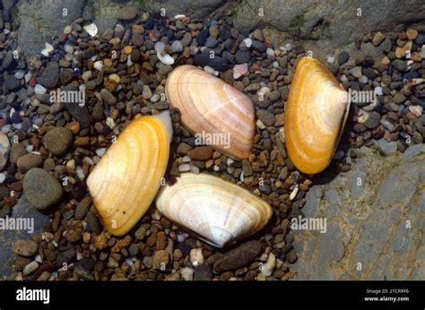  Donax: Un Molusco Bivalvo de Aguas Cálidas que Exhibe una Curiosa Adaptabilidad a las Playas Arenosas!