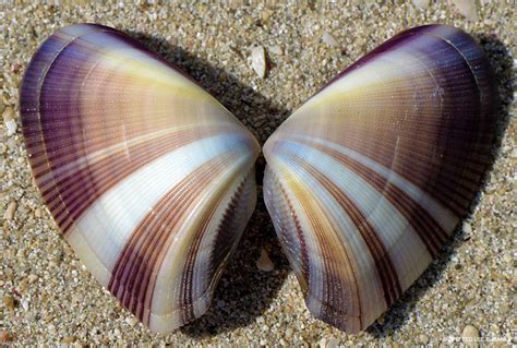  Donax: ¡Descubre el pequeño molusco que se adapta como un camaleón a las playas más desafiantes!