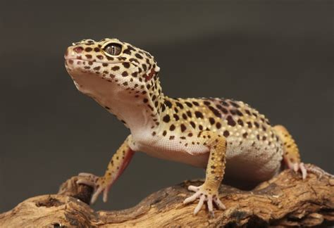  Eublepharis! Descubriendo las curiosidades de este pequeño lagarto nocturno con ojos móviles y piel escamosa