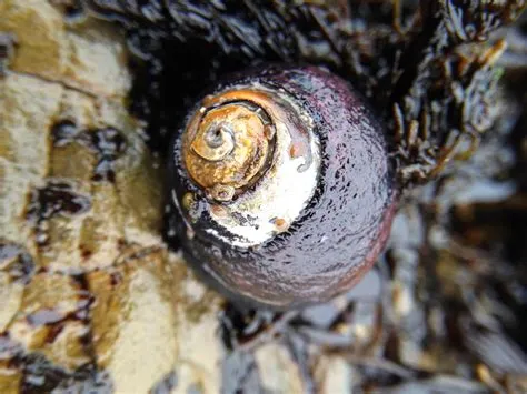  Figonidae: ¿Son Estos Caracoles Marinos Los Arquitectos Más Sorprendentes Del Mundo Submarino?