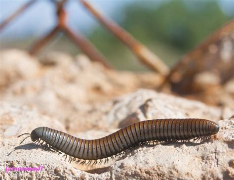  Iulius! Descubriendo el Increíble Mundo de un Diplopodo con Carapace Exótico