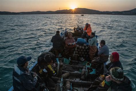  Japonicella! Una diminuta criatura marina con un apetito voraz y una vida llena de intrigas