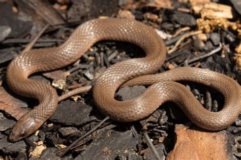  Kefersteinia: Una Serpiente Marina de Arena Con una Fascinante Vida Soterrada y la Curiosa Capacidad de Regenerar sus Segmentos