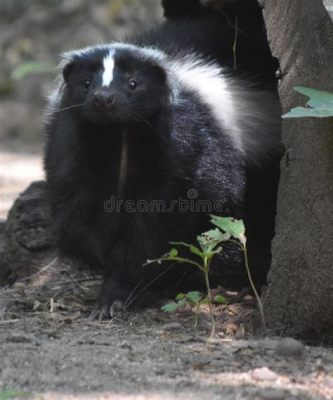  Mofeta: ¿Un animal adorable que desprende un olor peculiar?