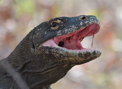  Monitor Lizard: ¿Un Dragón Vivo en tu Jardín? Conoce el Increíble Estilo de Vida de Este Reptil Escamoso