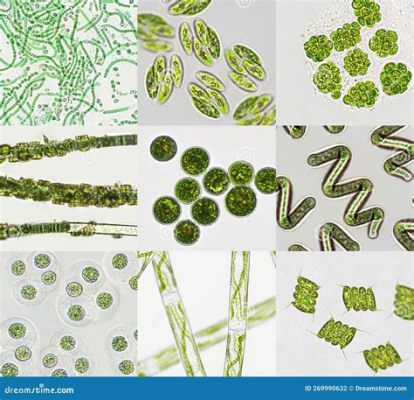  Nutria: Un molusco filtrador que se alimenta de algas microscópicas y es un maestro en la construcción de hábitats submarinos