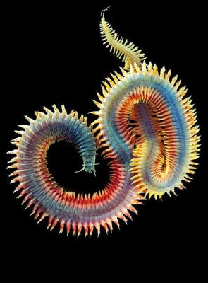  Ragworm: ¿Un gusano que baila bajo el mar? Descubra la fascinante vida de este poliqueto marino con una pasión por la danza en los sedimentos oceánicos.