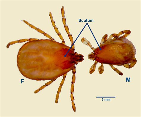  Rhipicephalus! Un parásito diminuto que controla la vida de animales mucho más grandes