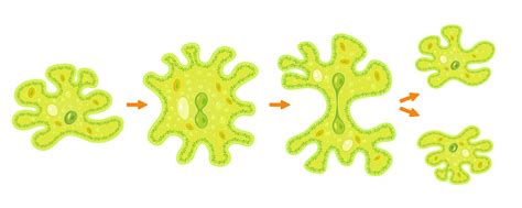  Taxamoeba: Un Microorganismo Invisible Que Se Desliza Entre Las Grietas De La Naturaleza!