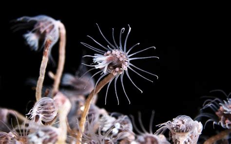  Tubularia! ¿Conozcas a este Hydrozoario que Puede Formar Colonias en Forma de Arbolito Subacuático?