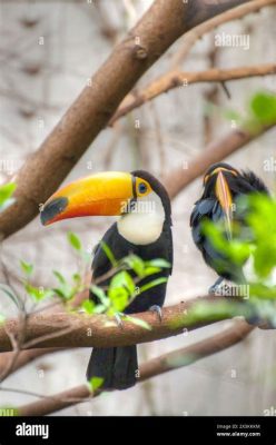 Tucán: ¡Descubre el pájaro de colores vibrantes con un pico que parece pintado a mano!