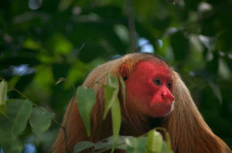 Uakari ¡Un primate de nariz roja que desafía las normas del camuflaje!