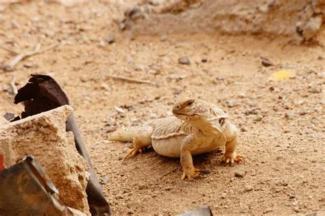  Uromastix: Un reptil escamoso que se camufla sorprendentemente en las dunas del desierto