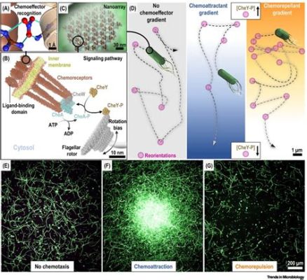  Vexillifera: ¿Un Microorganismo que Baila al Ritmo de la Quimiotaxis?