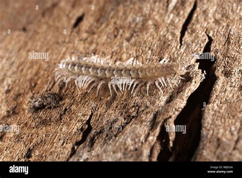  Woodland Millipedes: Fascinating Armored Earthworms That Crawl Through Leaf Litter!