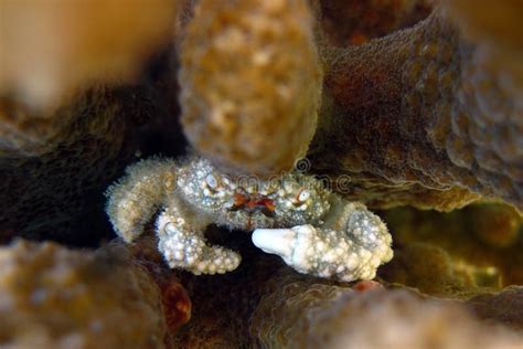  Xanthidae: ¡¿Un cangrejo tan diminuto que podría esconderse dentro de tu bolsillo?!