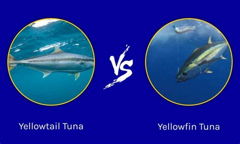  Yellowtail! A Colorful Carnivore That Rules the Open Ocean